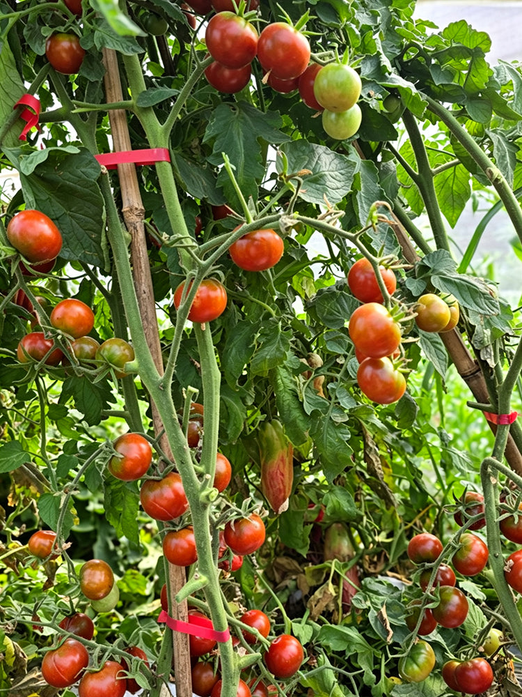 895 Little Baby Black Beefsteak Tomato