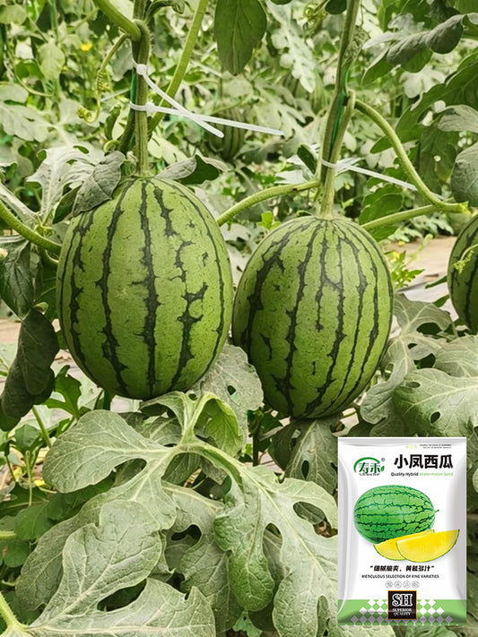 Xiaofeng Watermelon
