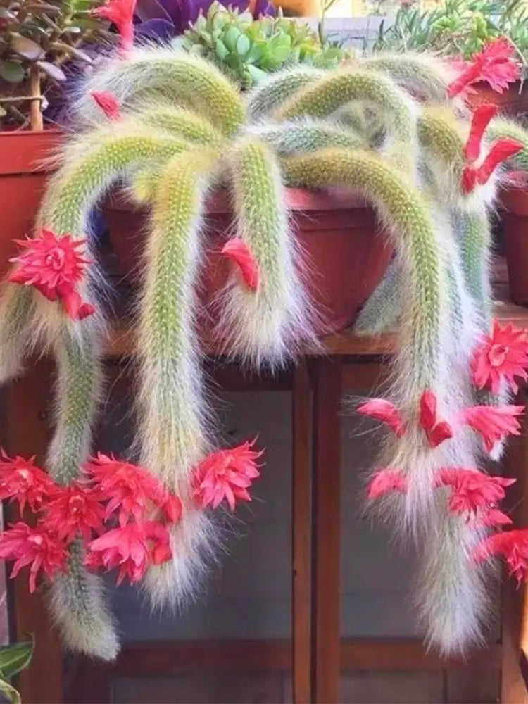 Monkey Tail Cactus (Hildewintera colademononis)