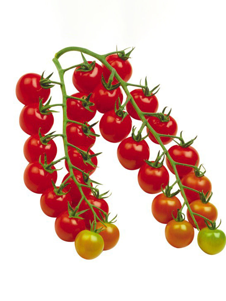 'Waterfall Red Cluster' Cherry Tomato