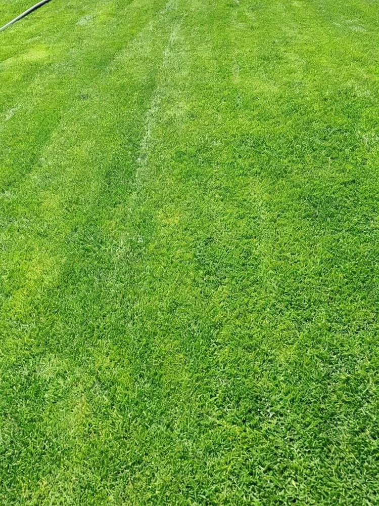 Creeping Bentgrass