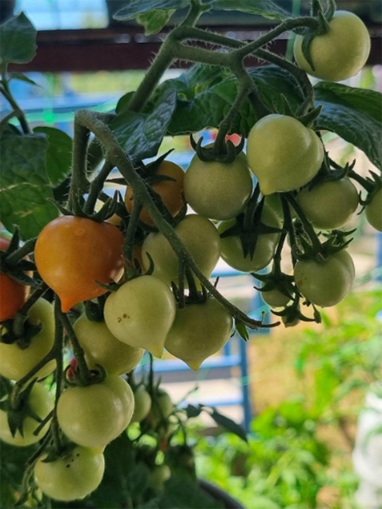 'Evita' Mini Potted Tomato