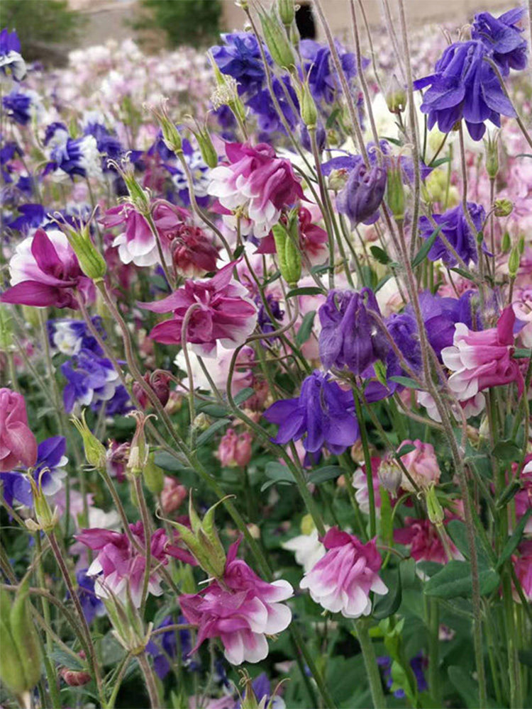 Aquilegia vulgaris 'Crown'
