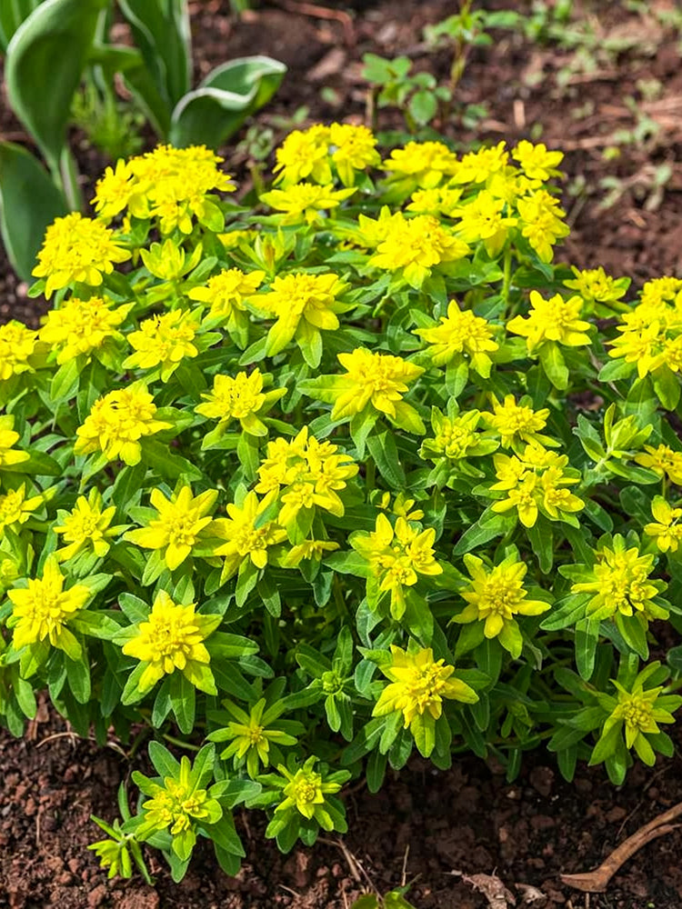 Cushion Spurge