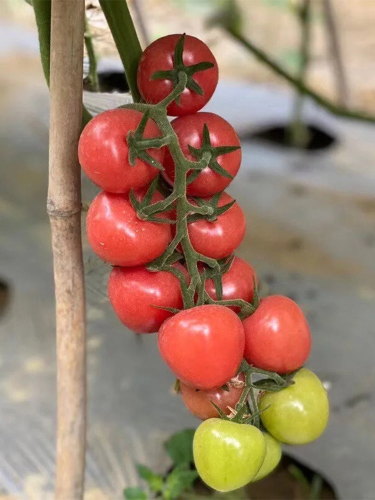Pink Beibei Cherry Tomatoes