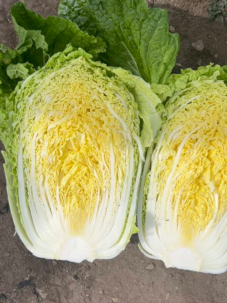 Double Season Golden Inlaid Jade Cabbage