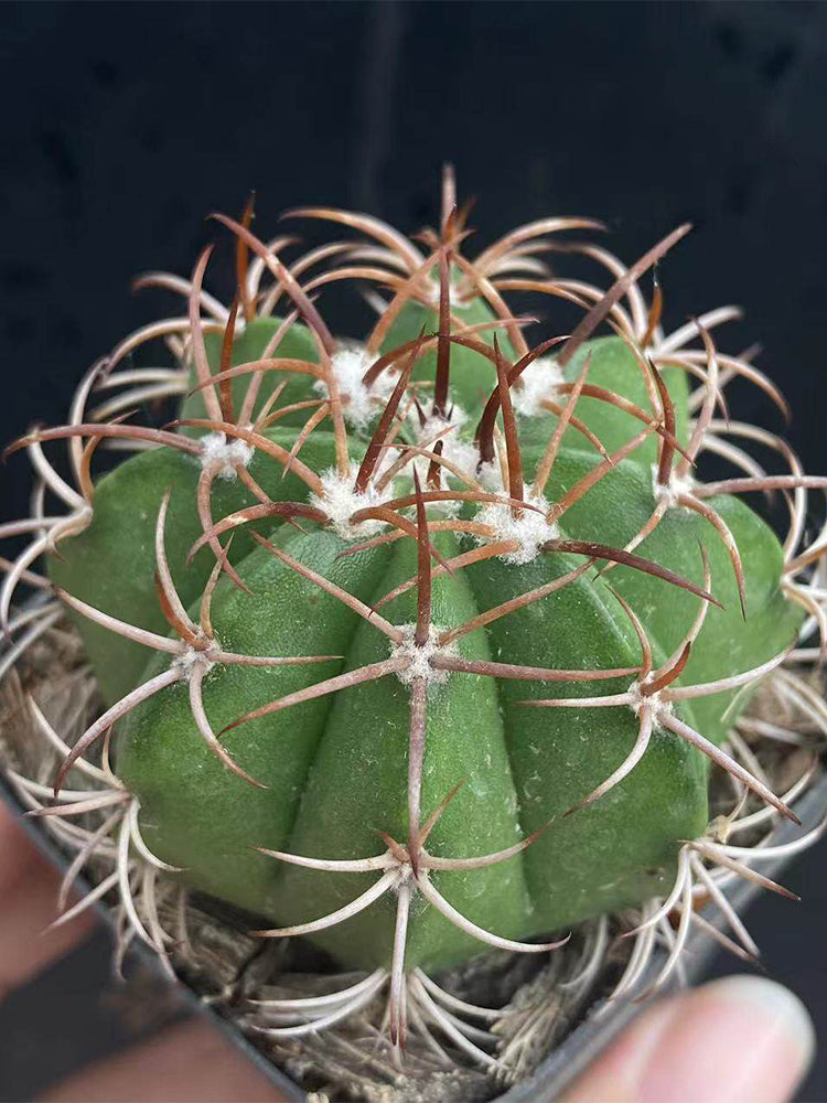 Melocactus matanzanus
