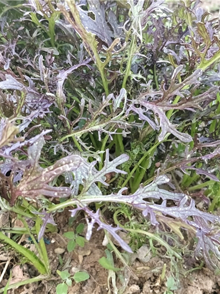 Fine-Leaf Purple Mustard