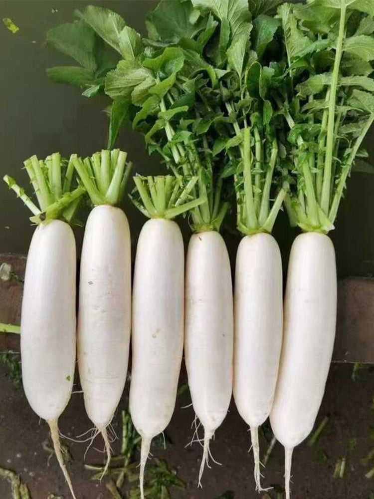 'Hanyuchun' White Radish