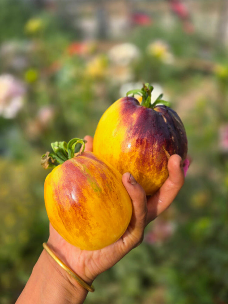 French Brocade Tomato