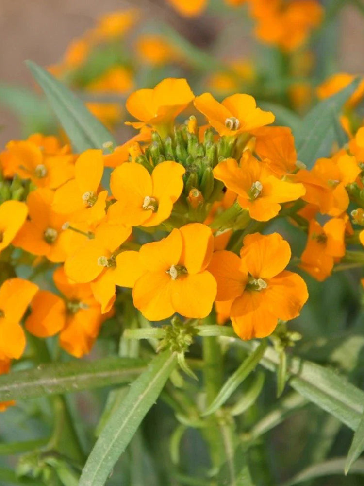 Orange Wallflower
