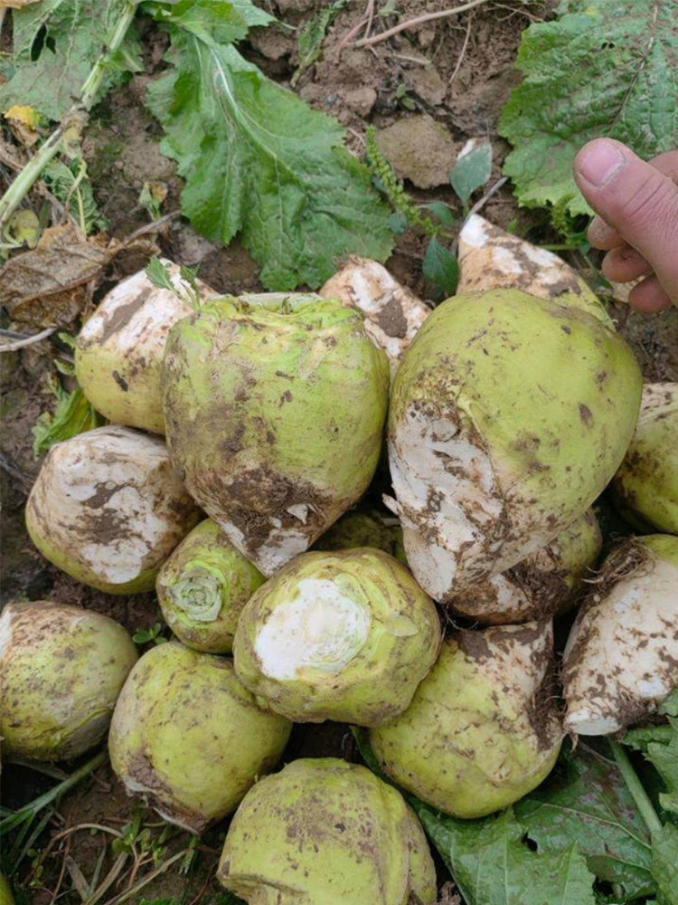 'Roundish 65' Root Mustard