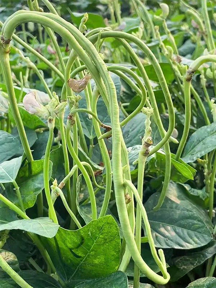 'Jiefeng' Dwarf Long Bean