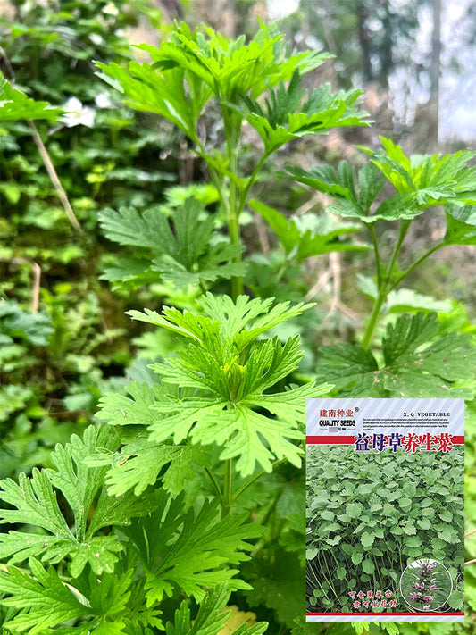 Chinese Motherwort