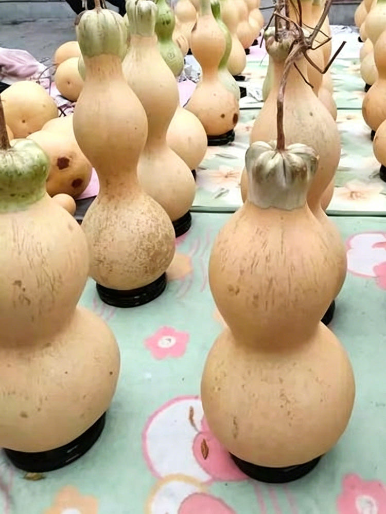 Slender-waisted lotus-head gourd