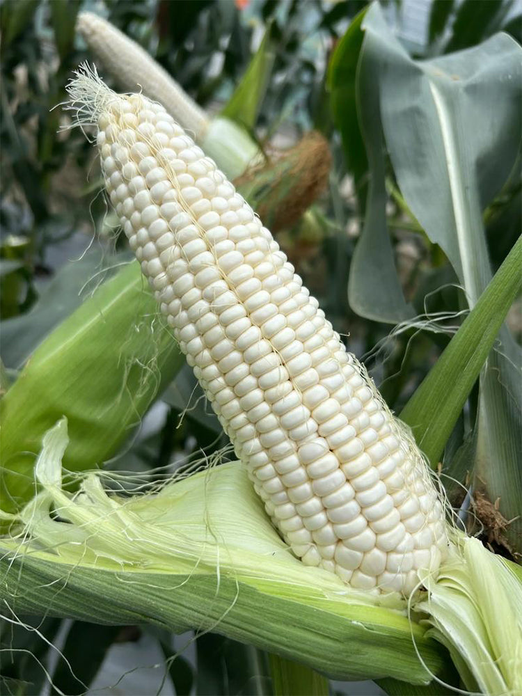 Huanuo No.2 Waxy Corn