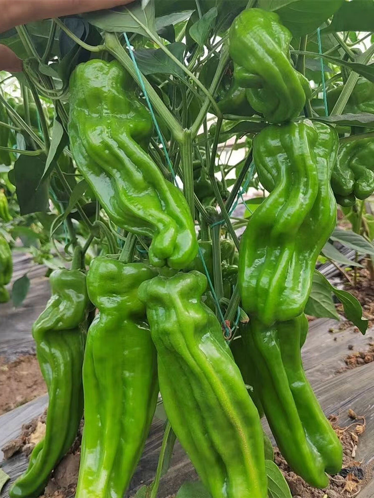 Crisp Thin-Skinned Chilis