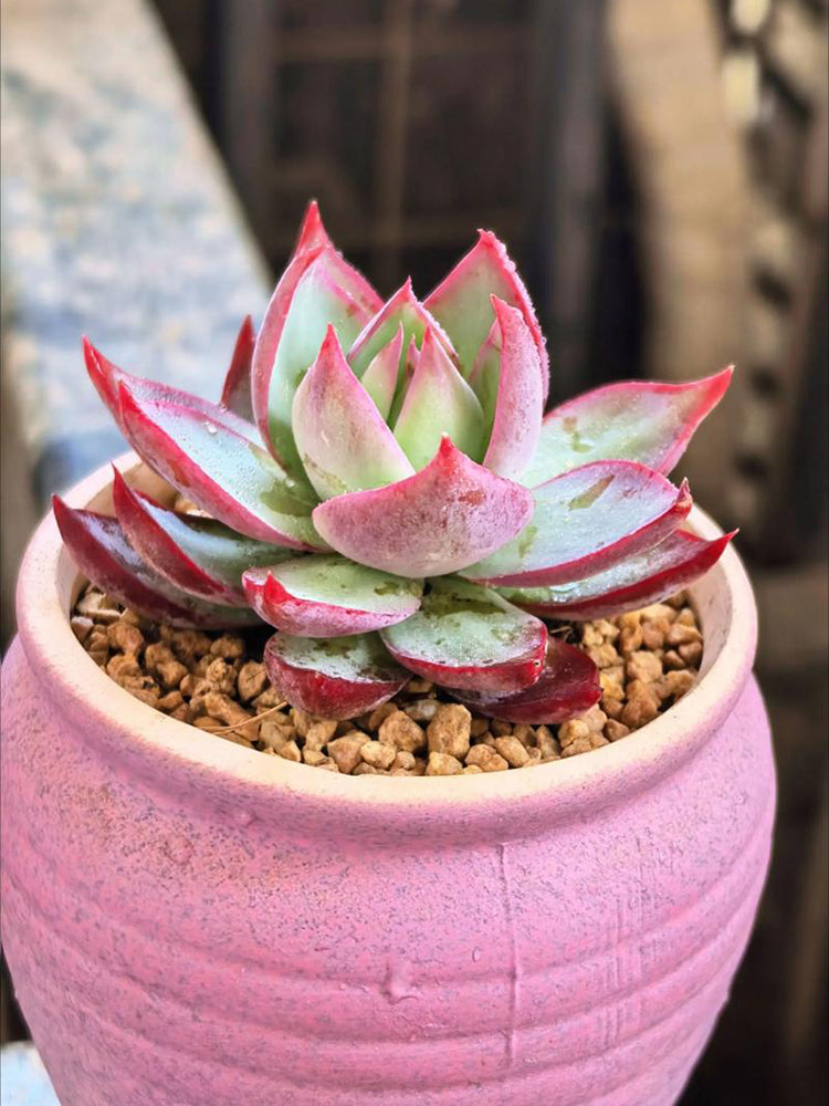 Echeveria cv. 'Fairy of Stunning Grace'