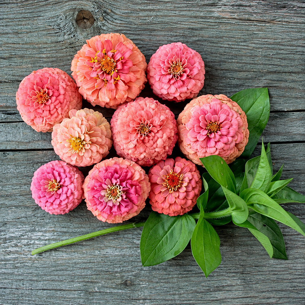 W1346 Large-Flowered Salmon Zinnia