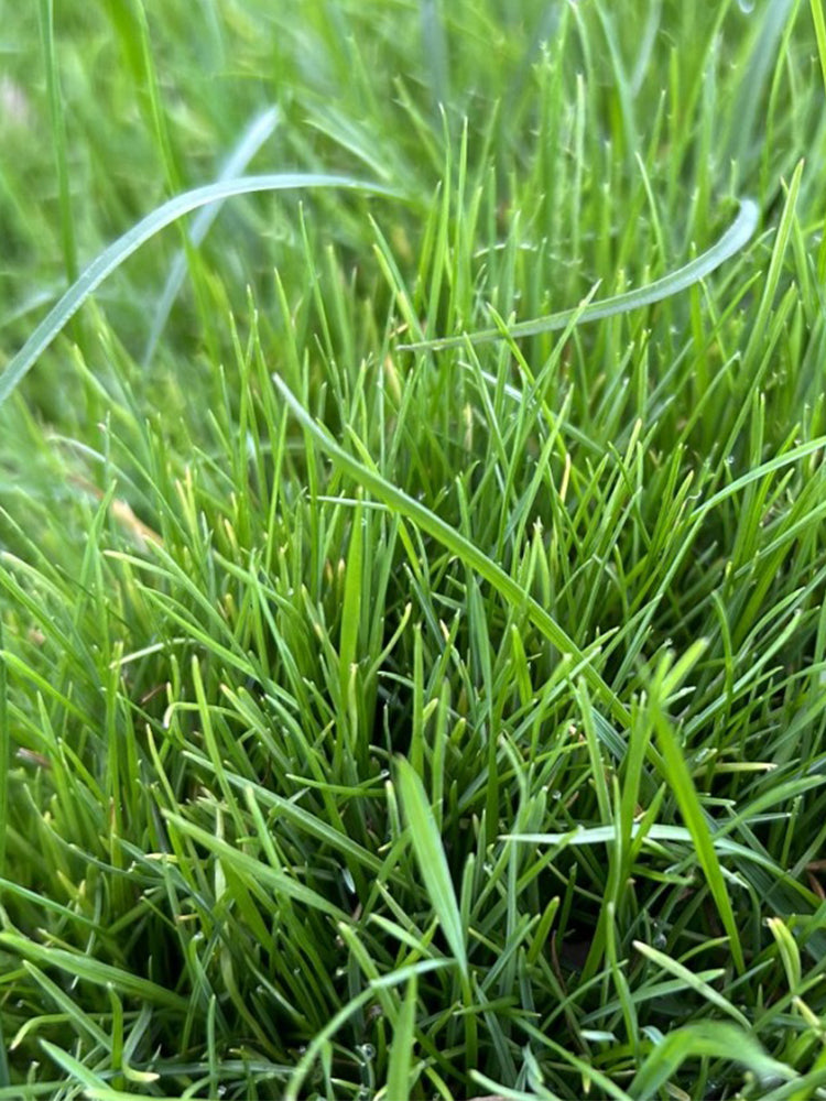 Poa pratensis 'Fargo BT'