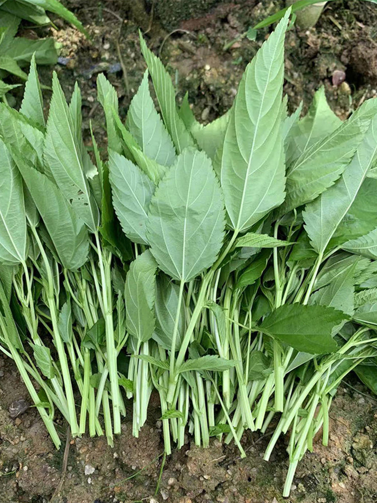 Corchorus olitorius