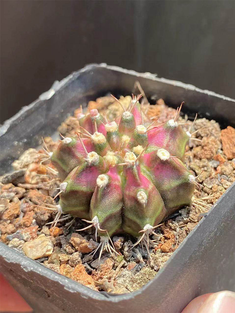 Gymnocalycium mihanovichii 'T-lux' Hybrid