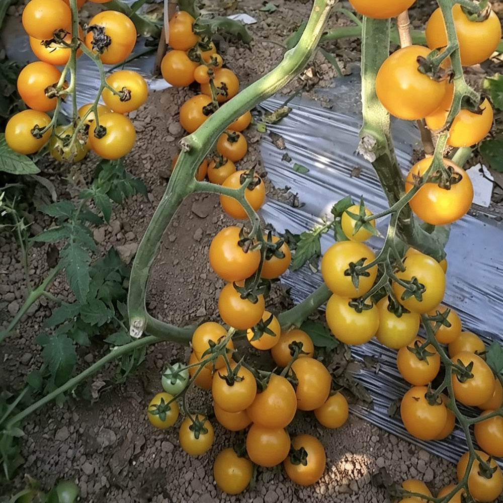574 Dutch Yellow-Fruited Tomato