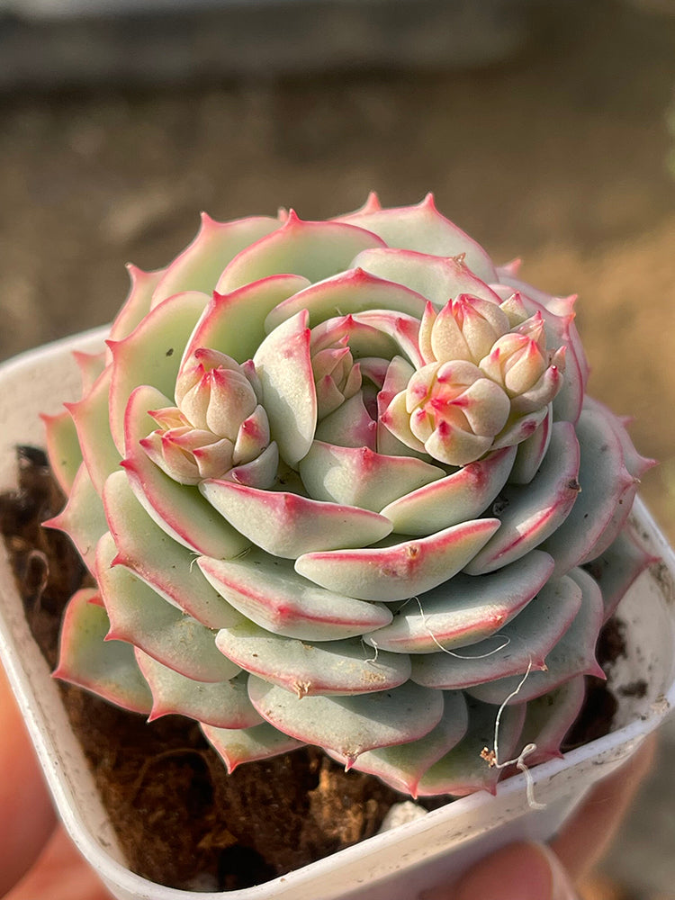 Echeveria derenbergii Captain Hay