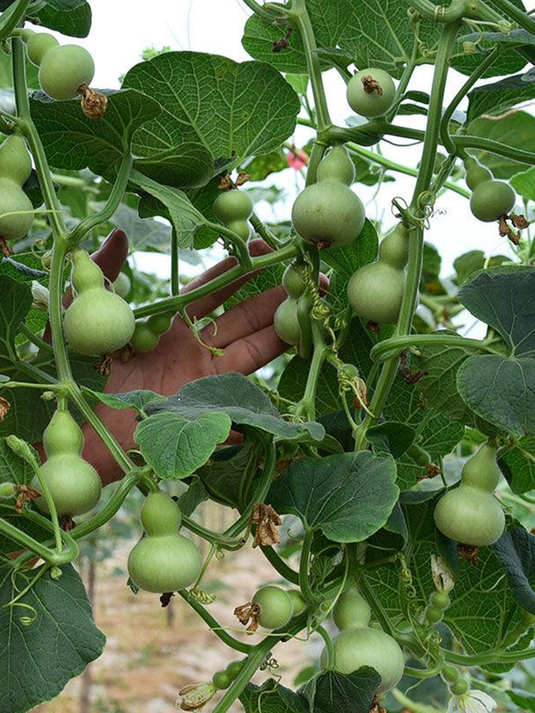 Extra Small Bottle Gourd