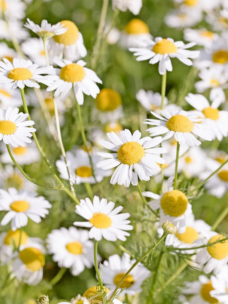 German Chamomile