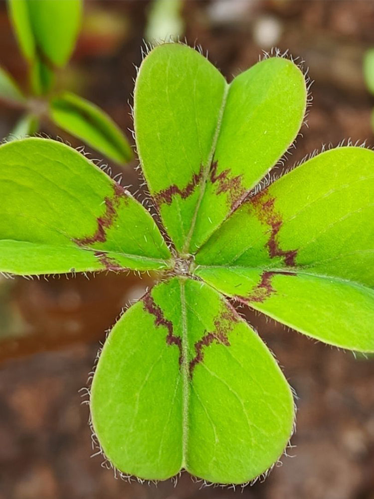 Oxalis deppei 'Mexico BotKA G4'