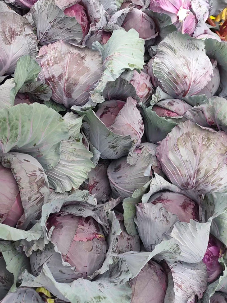 Zifeng Purple Cabbage