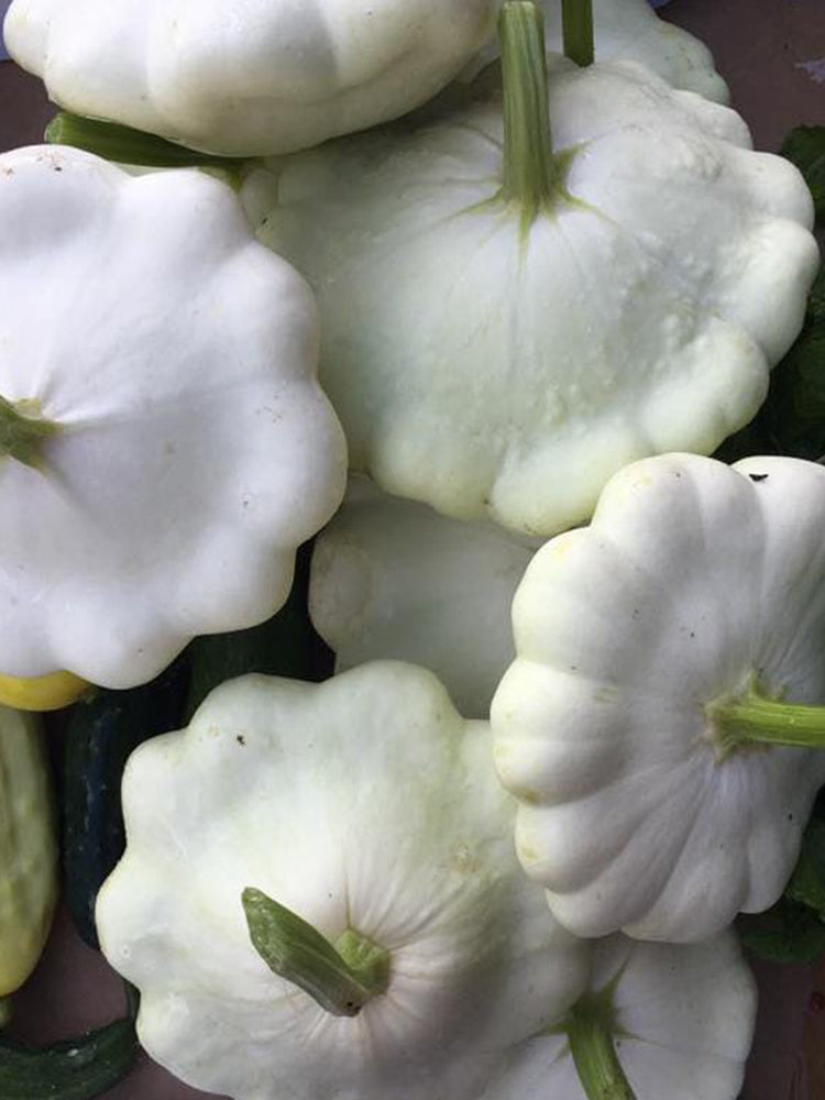 'White Flying Saucer' Gourd