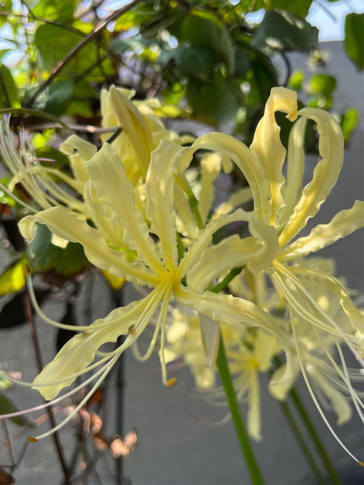 Straw Lycoris