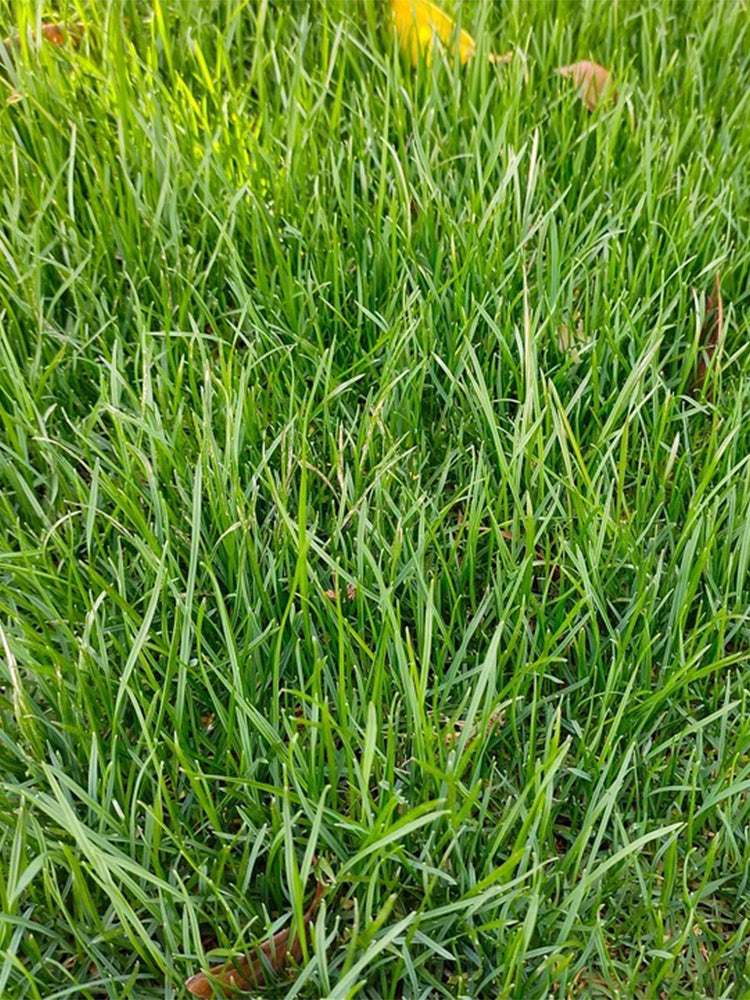Turf-Type Tall Fescue