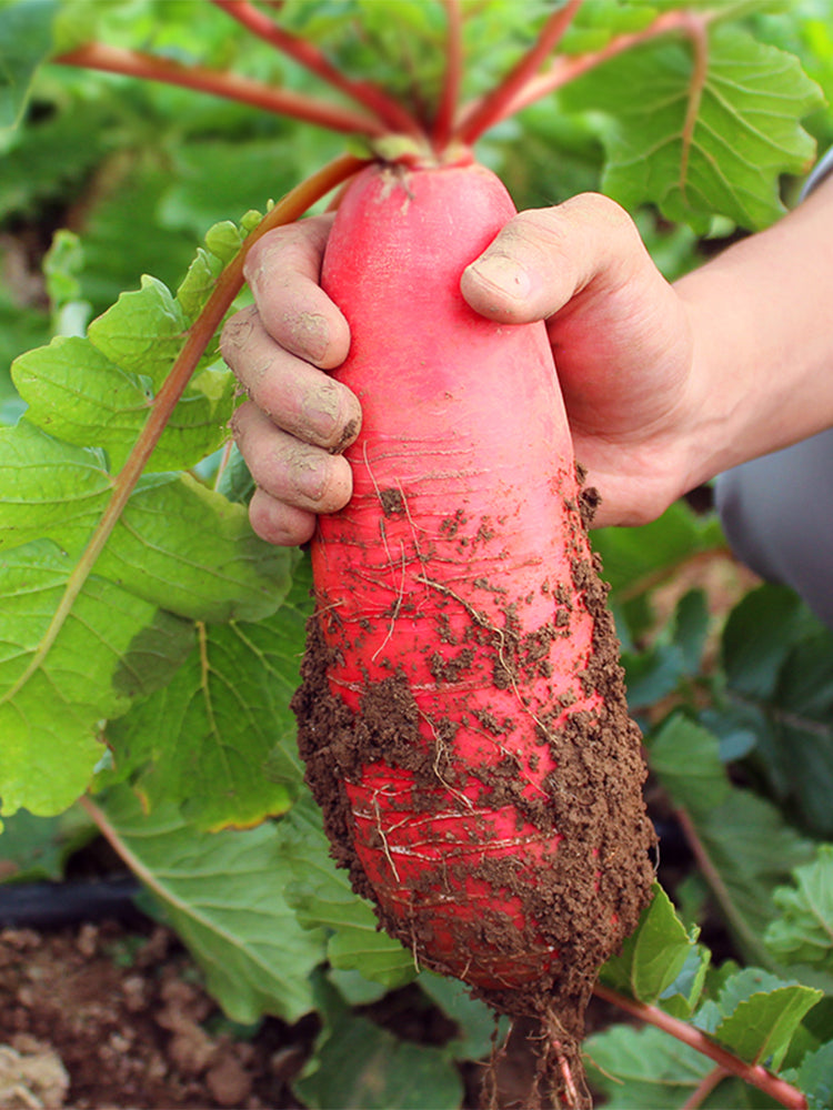 'Jinghong 30' Radish