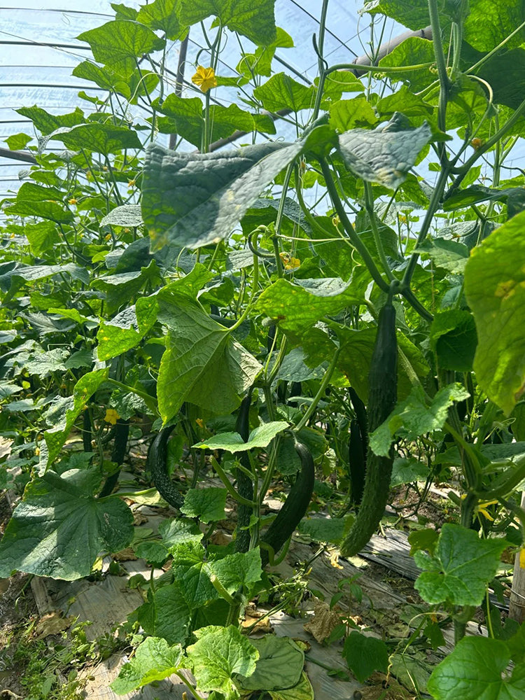 Boya 533 Cucumber
