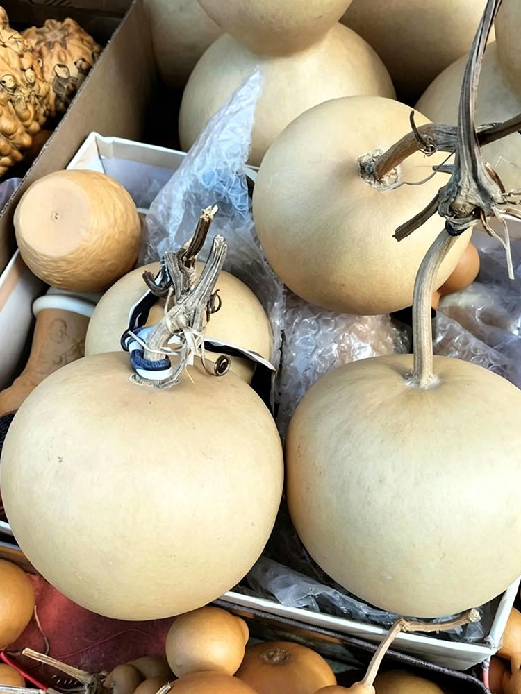 Big Apple Gourd