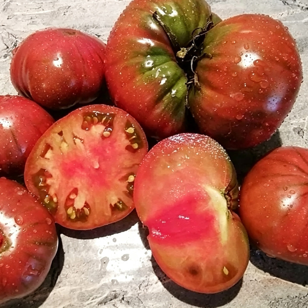 593 Dwarf Wild Fred Tomato