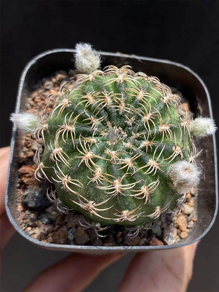 Lobivia famatimensis