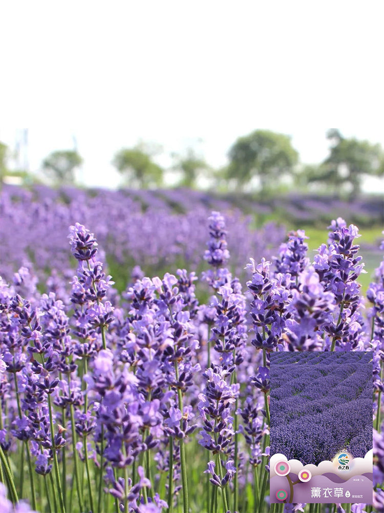 Hezhichun Lavender