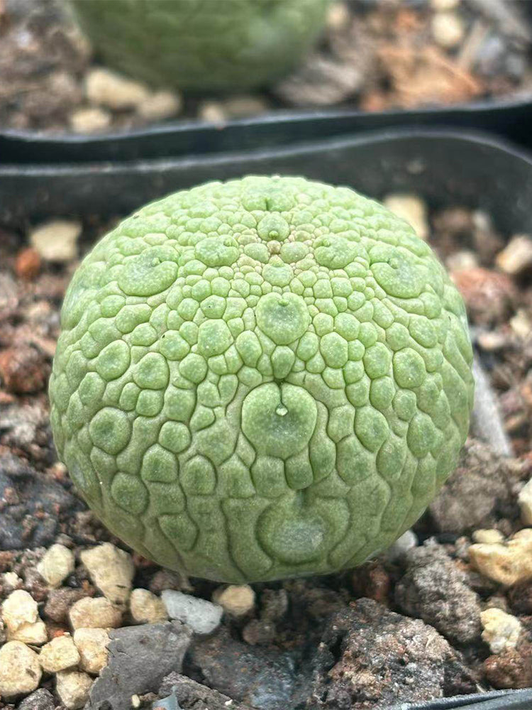Pseudolithos migiurtinus