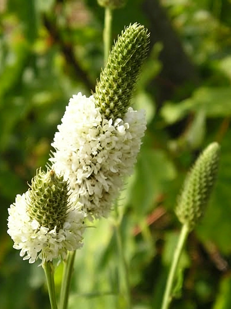 White Prairie Clover