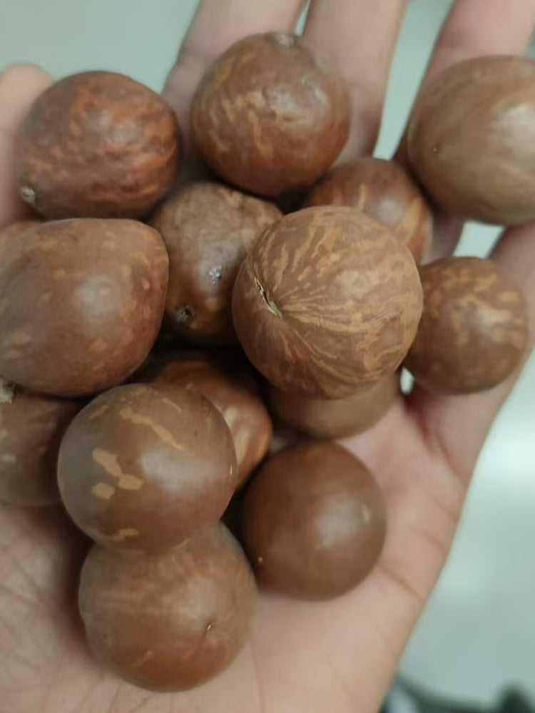 Macadamia Nut