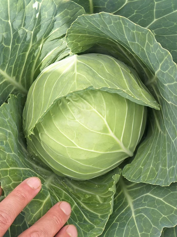 Cuixiaoluo Round Cabbage