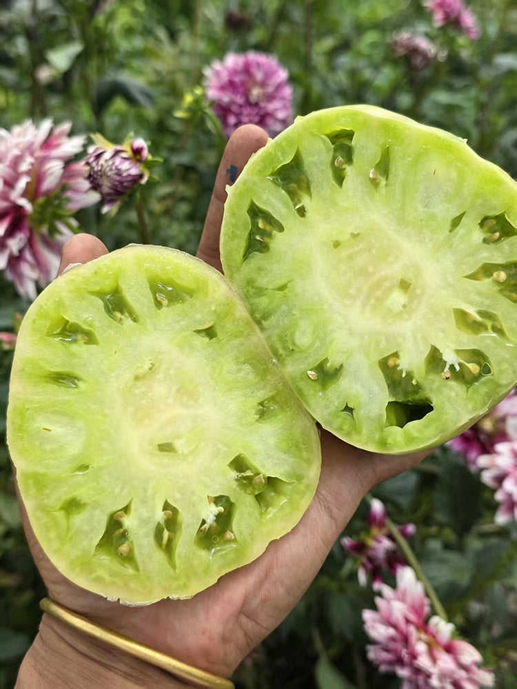 1057 Cherokee Purple x Marian's World Tomato