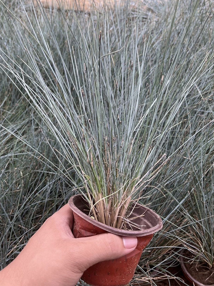 Festuca glauca