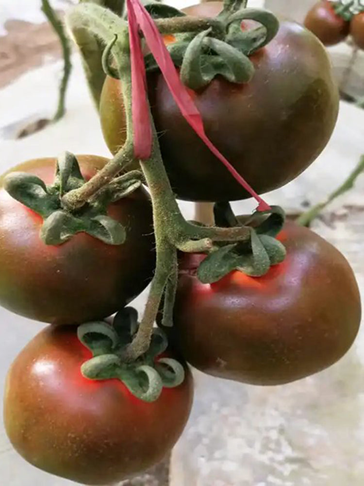 'Coffee Strawberry' Tomato