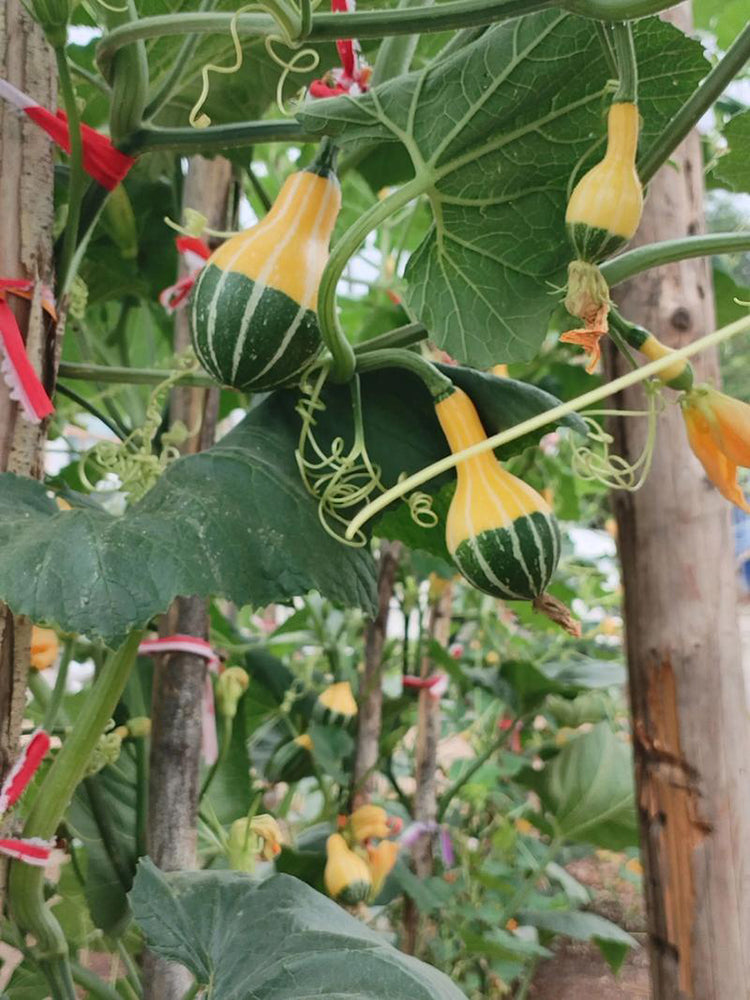 Little Rascal Gourd