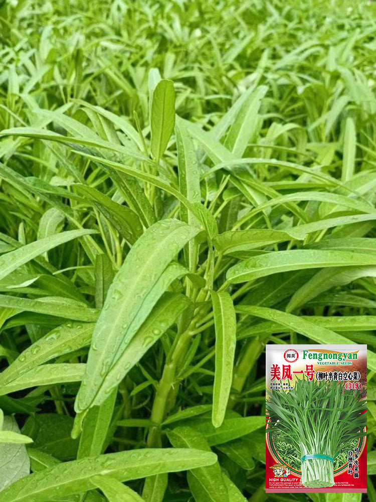 Meifeng No.1 Water Spinach